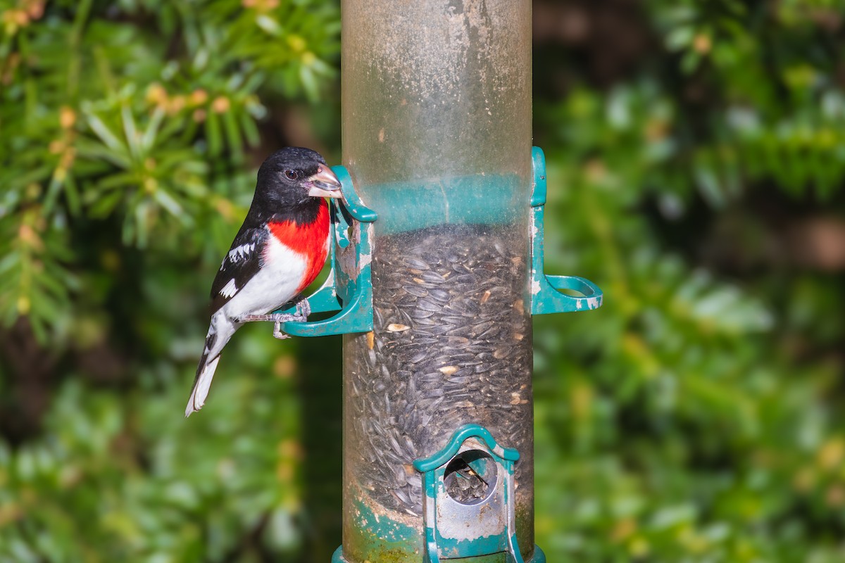 Rose-breasted Grosbeak - Harris Stein