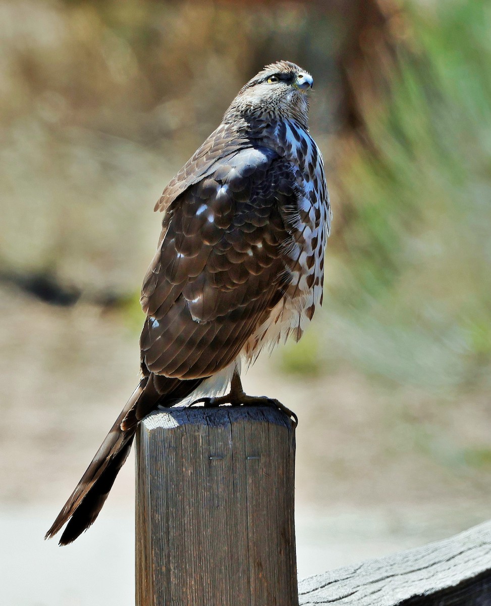 Cooper's Hawk - ML617991903