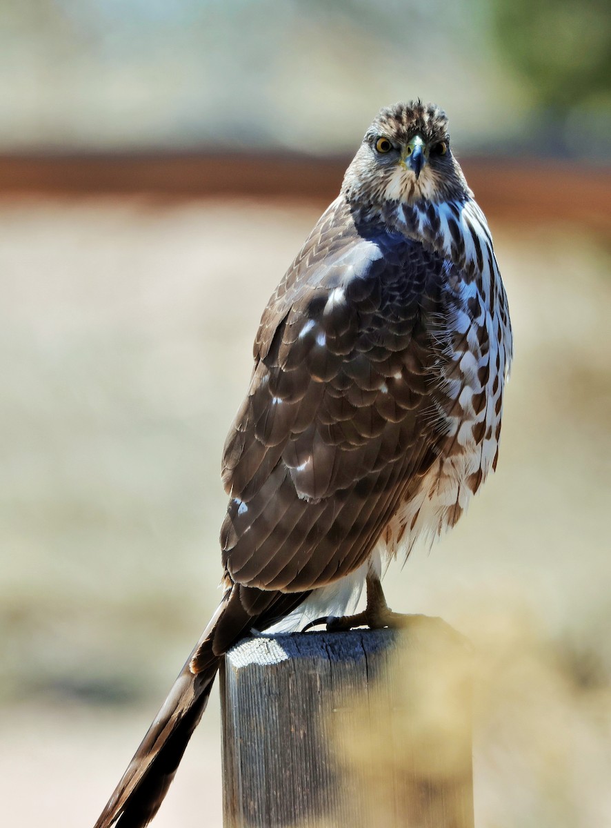 Cooper's Hawk - ML617991904