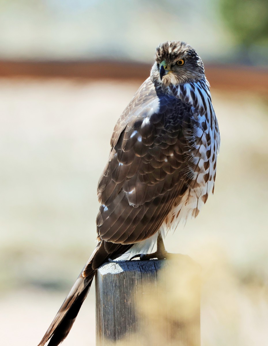 Cooper's Hawk - Risë Foster-Bruder