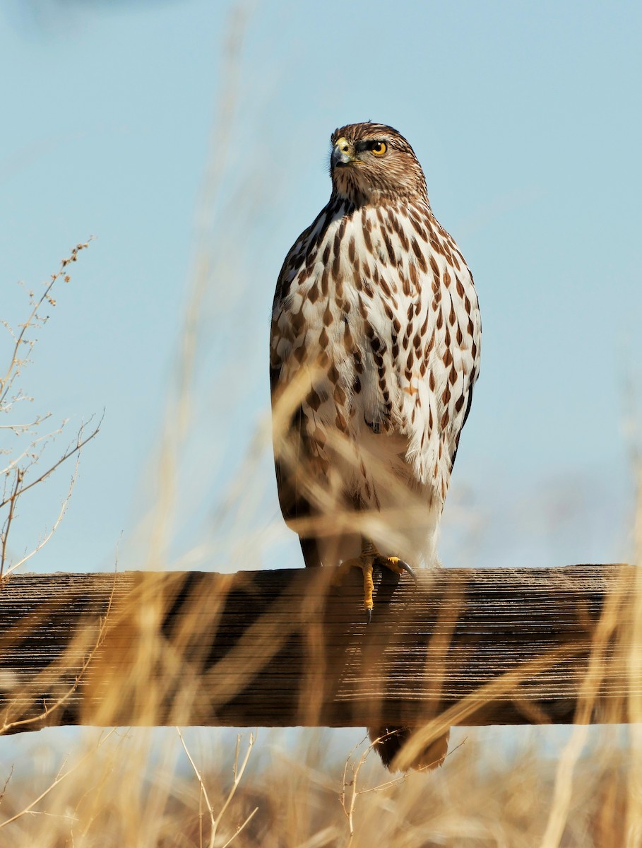 Cooper's Hawk - ML617991907