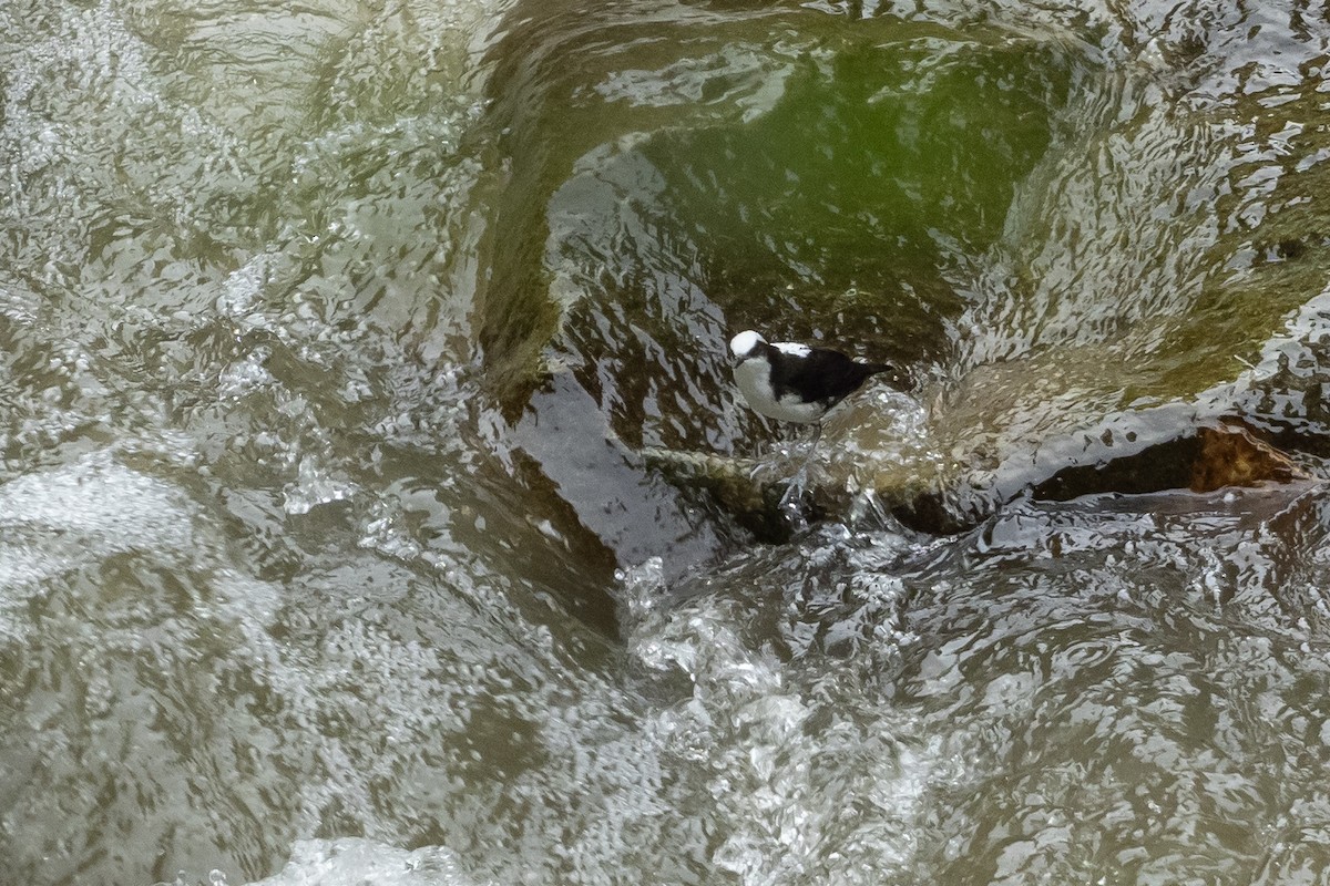 White-capped Dipper - ML617991943