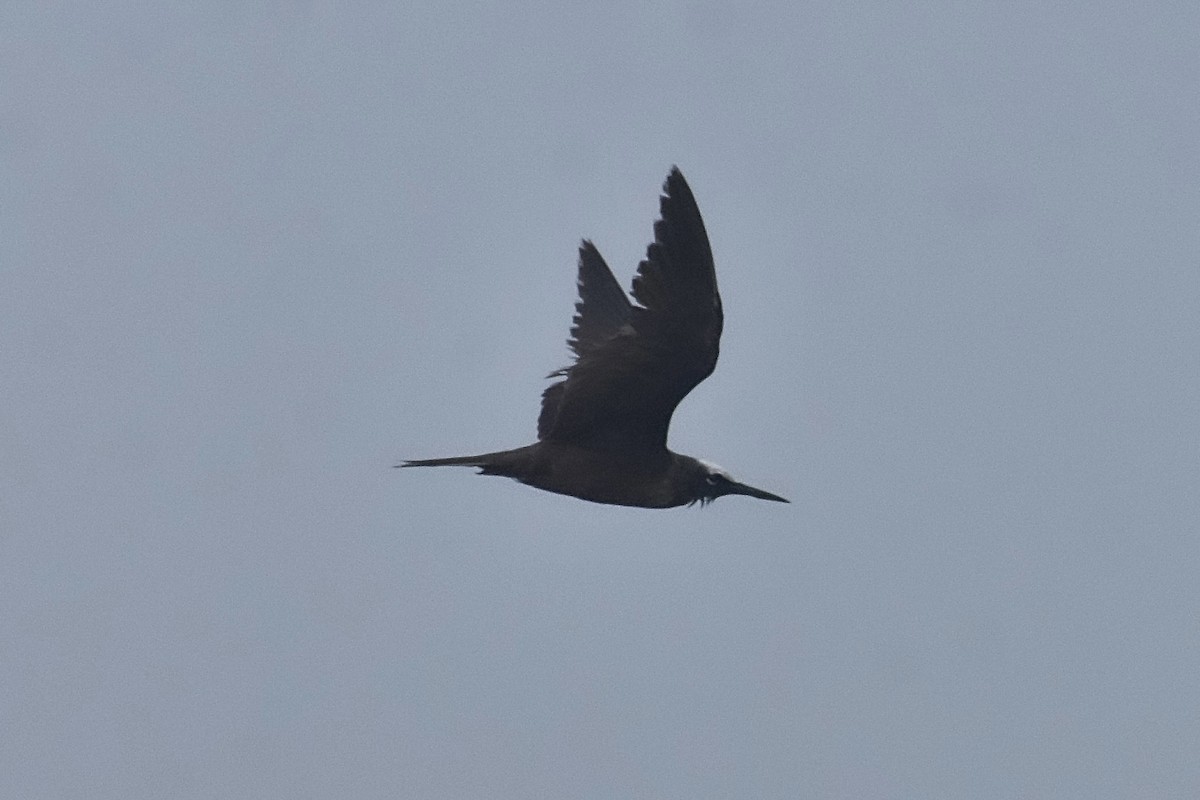 Black Noddy - ML617991946