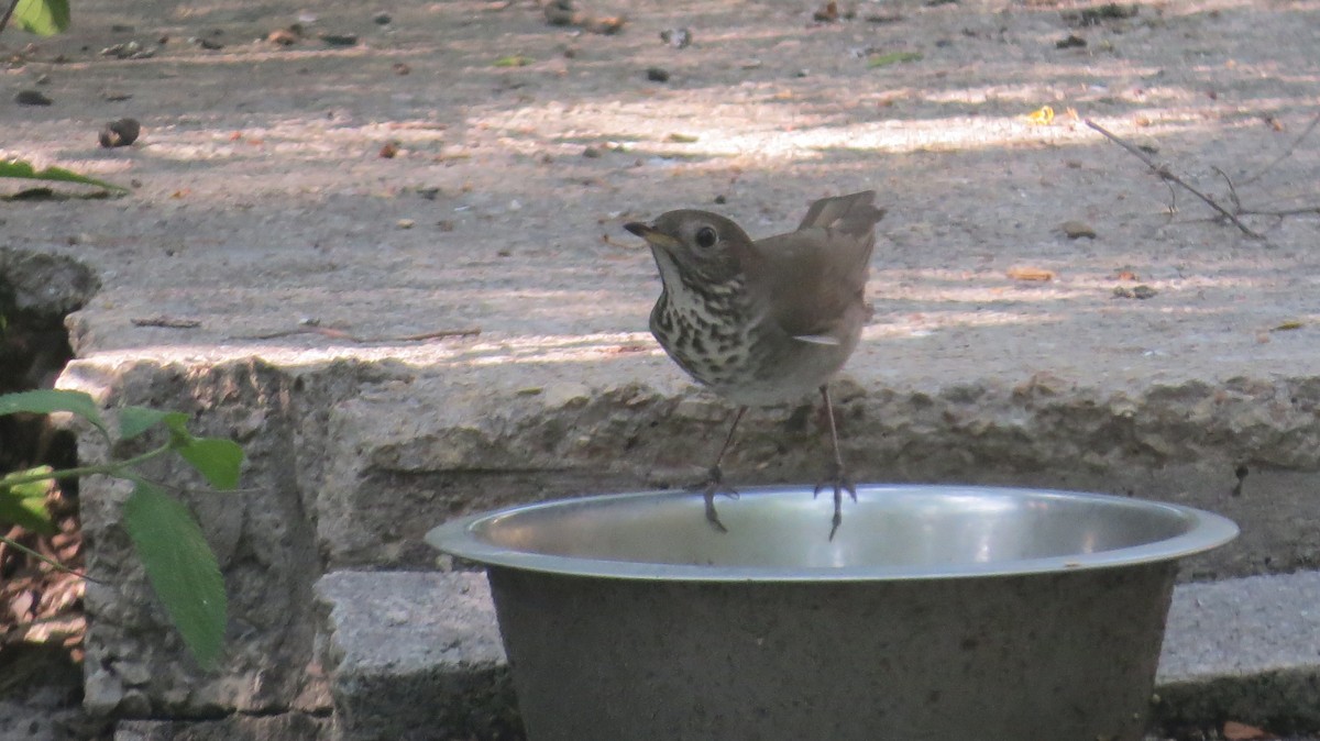 Swainson's Thrush - ML617991966