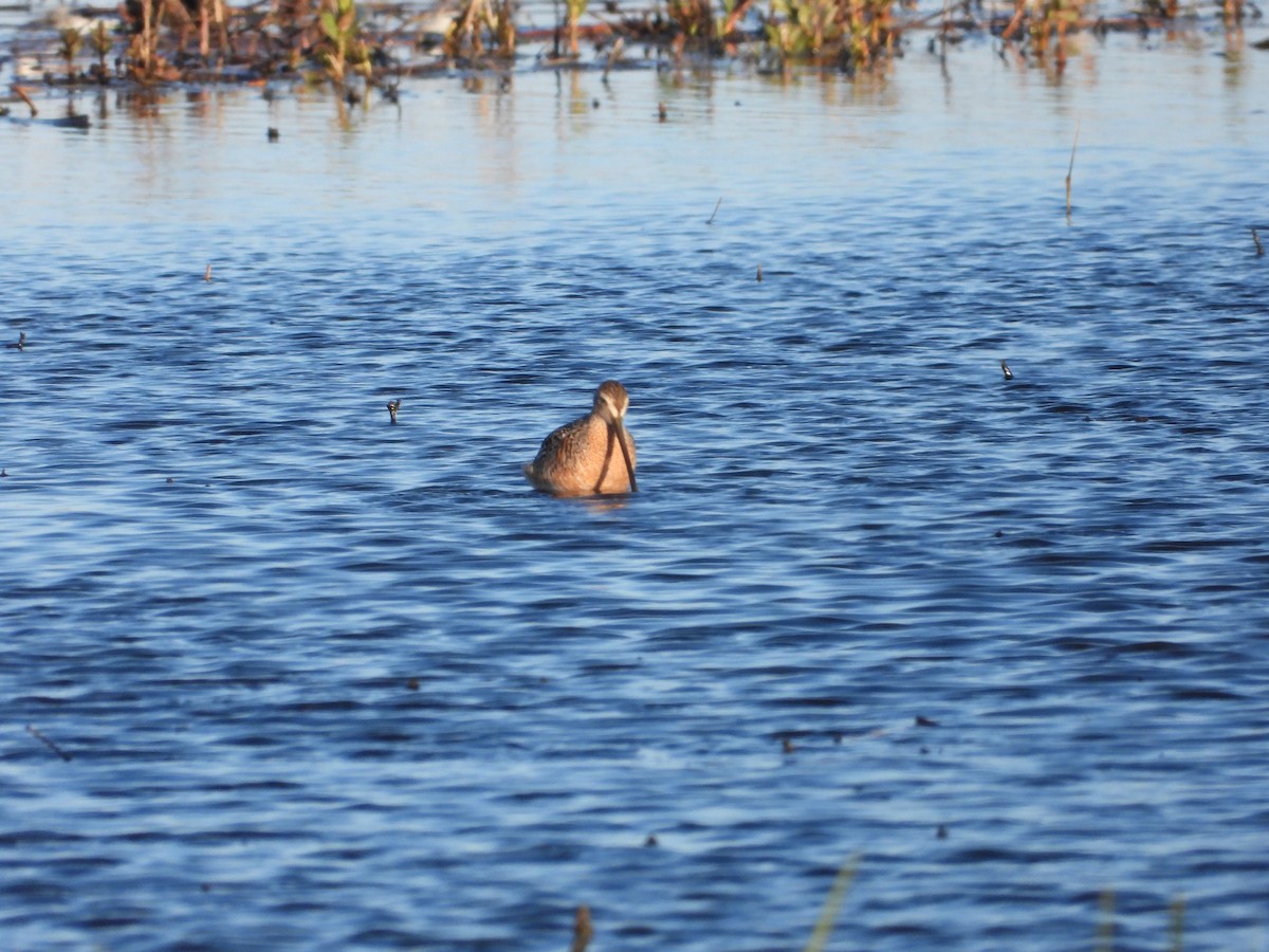 Long-billed Dowitcher - Mary Trombley