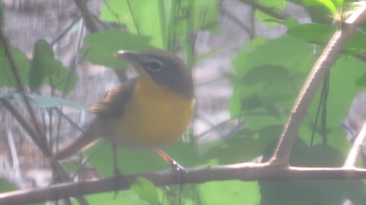 Yellow-breasted Chat - Pat Heirs