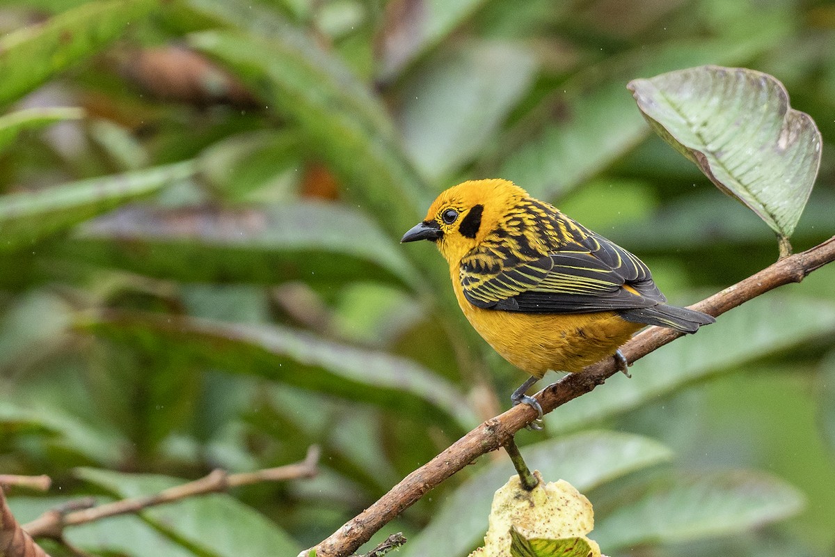 Golden Tanager - ML617992027