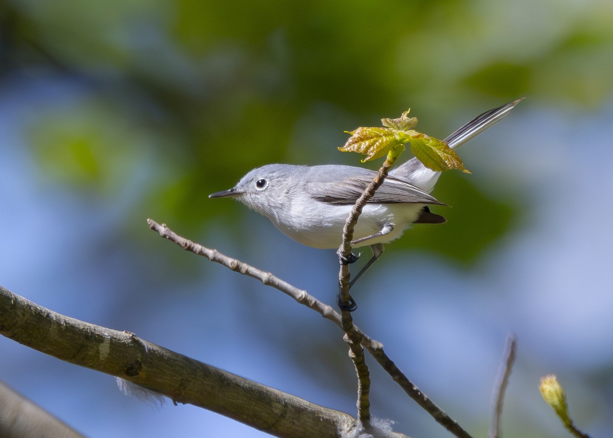 Blue-gray Gnatcatcher - ML617992031