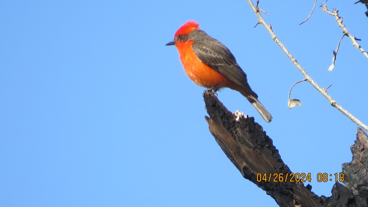 Vermilion Flycatcher - ML617992072