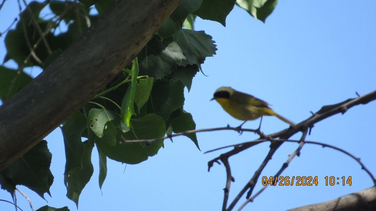 Common Yellowthroat - ML617992085