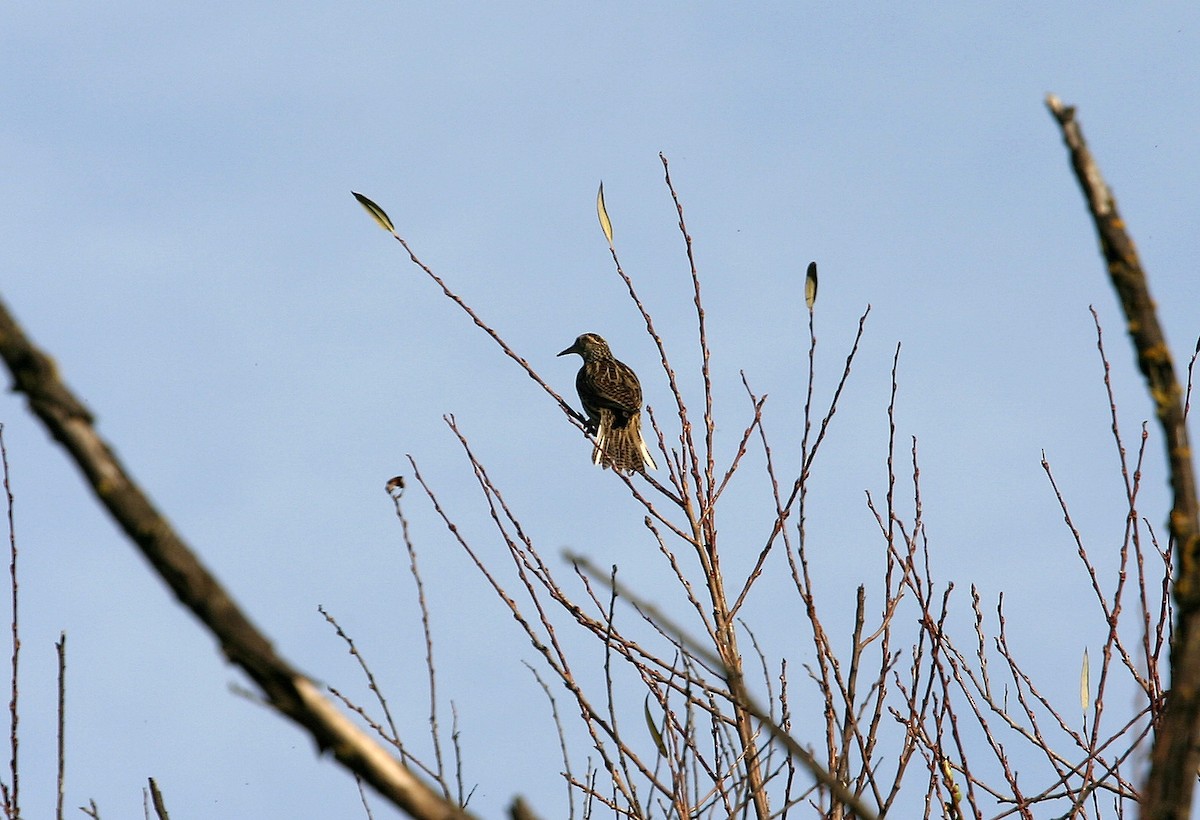 Western Meadowlark - ML617992120