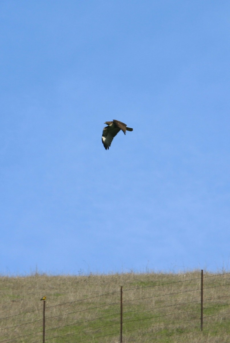 Red-tailed Hawk - ML617992127