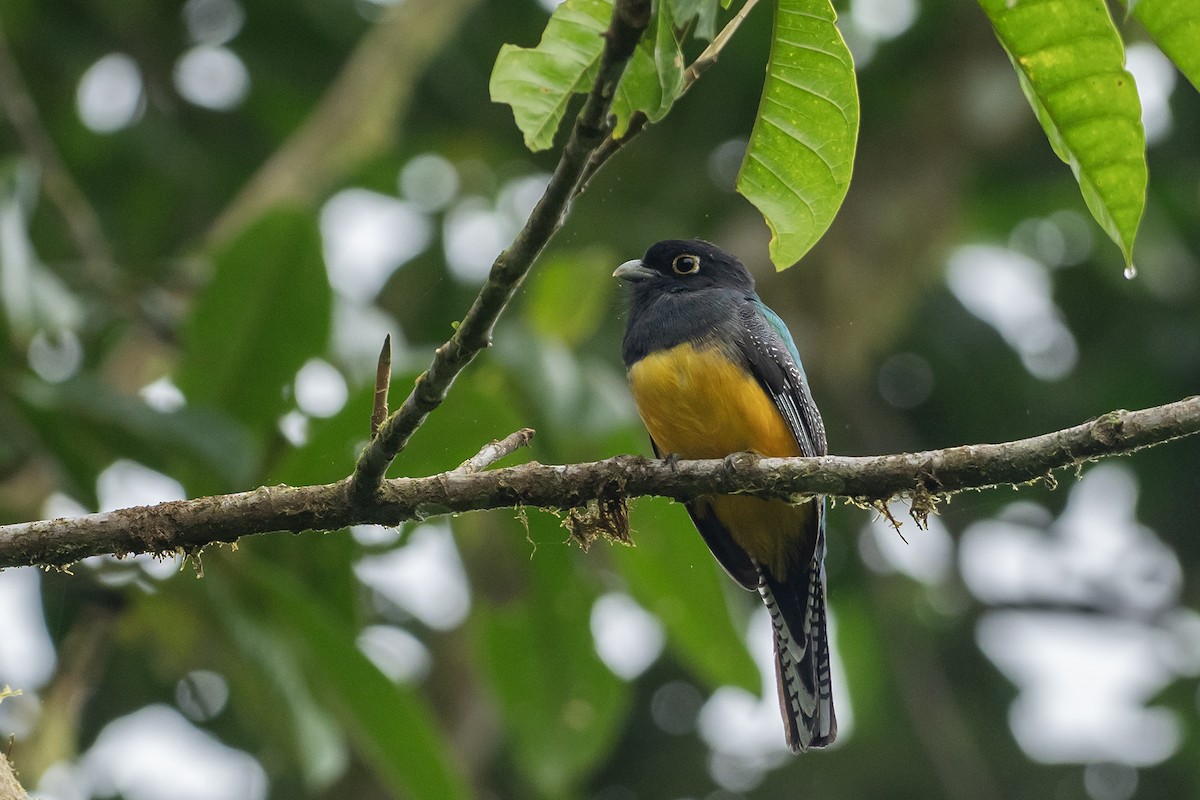 Gartered Trogon - ML617992128