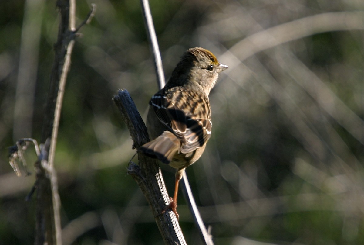 Golden-crowned Sparrow - William Clark