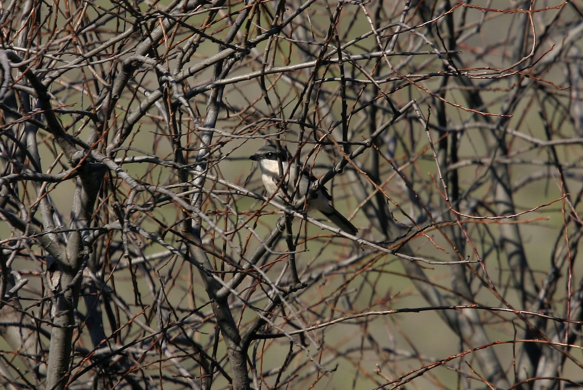 Loggerhead Shrike - ML617992134