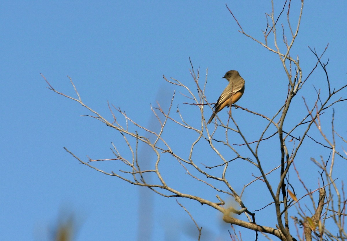 Say's Phoebe - ML617992136