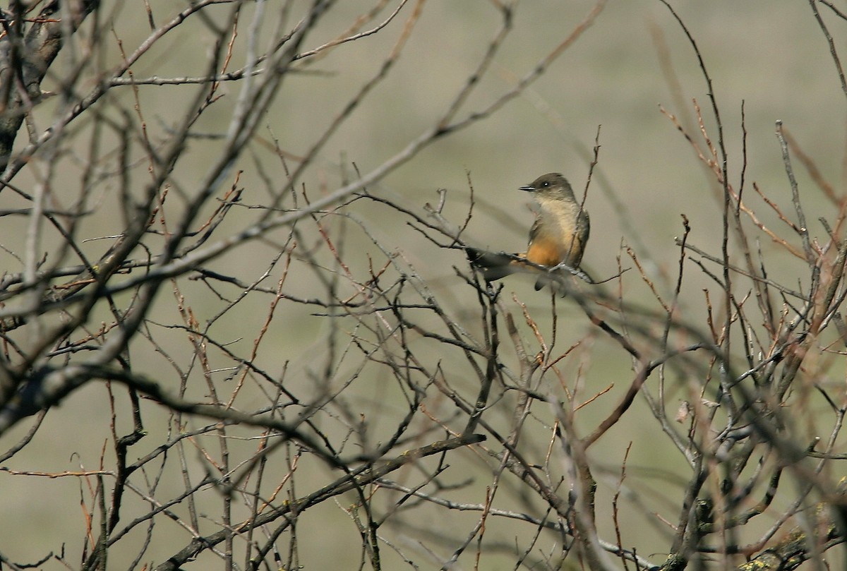 Mosquero Llanero - ML617992141