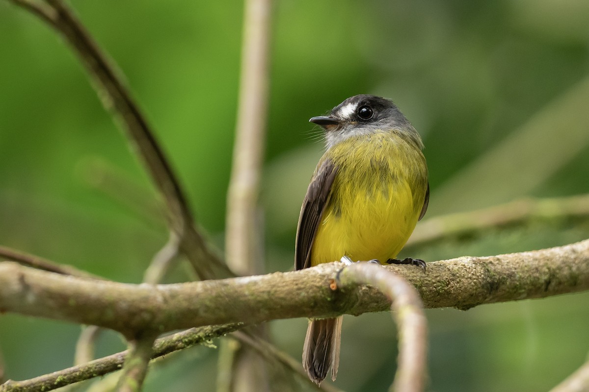 Ornate Flycatcher (Western) - ML617992149