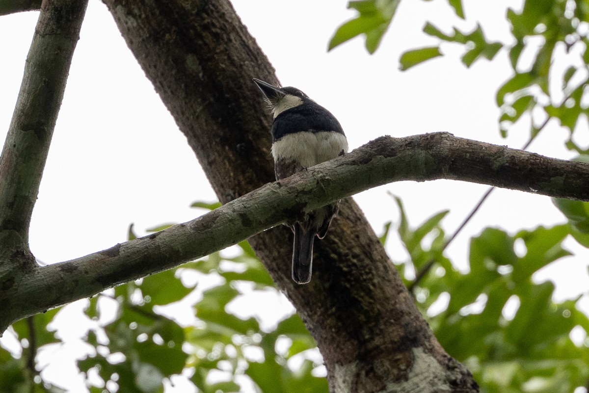 Black-breasted Puffbird - ML617992150