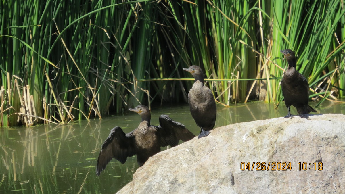 Neotropic Cormorant - ML617992176