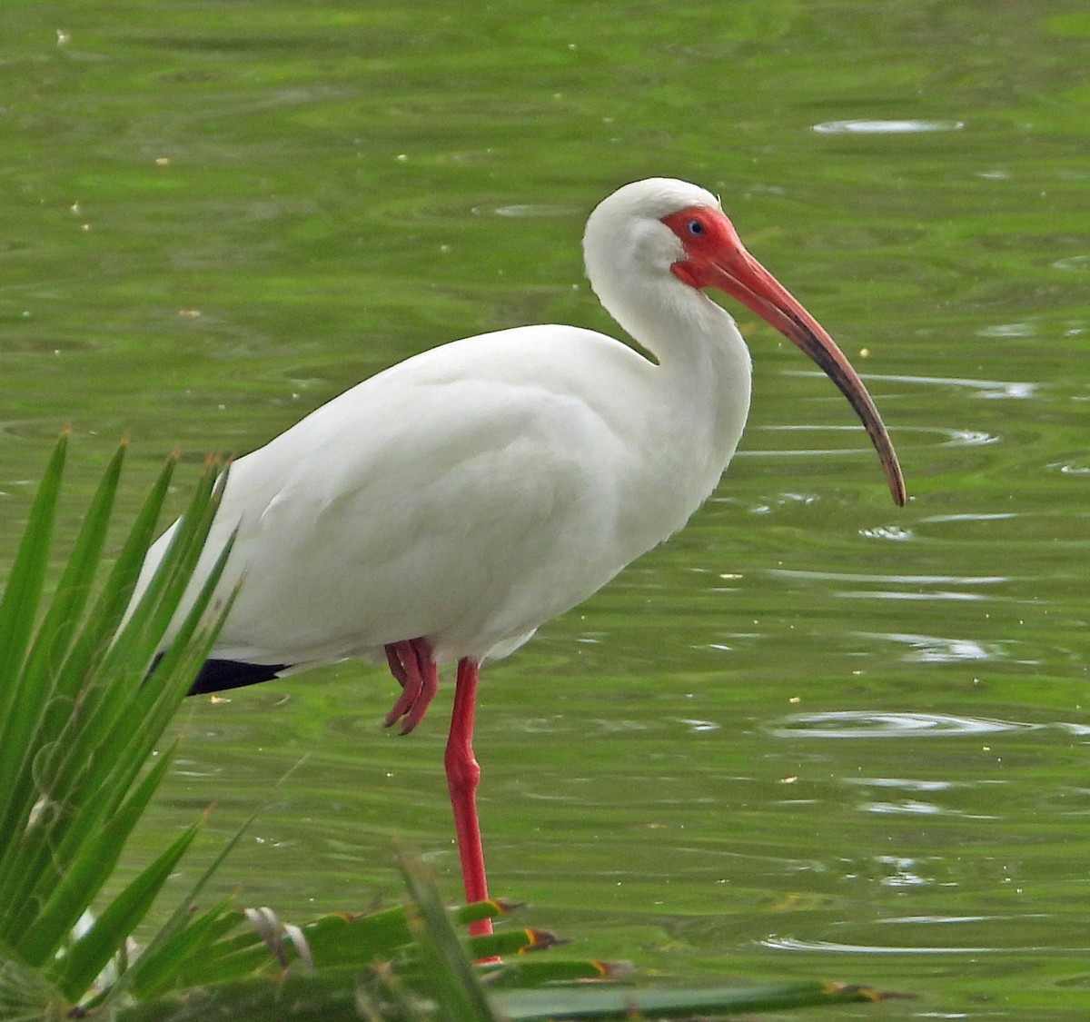 ibis bílý - ML617992214