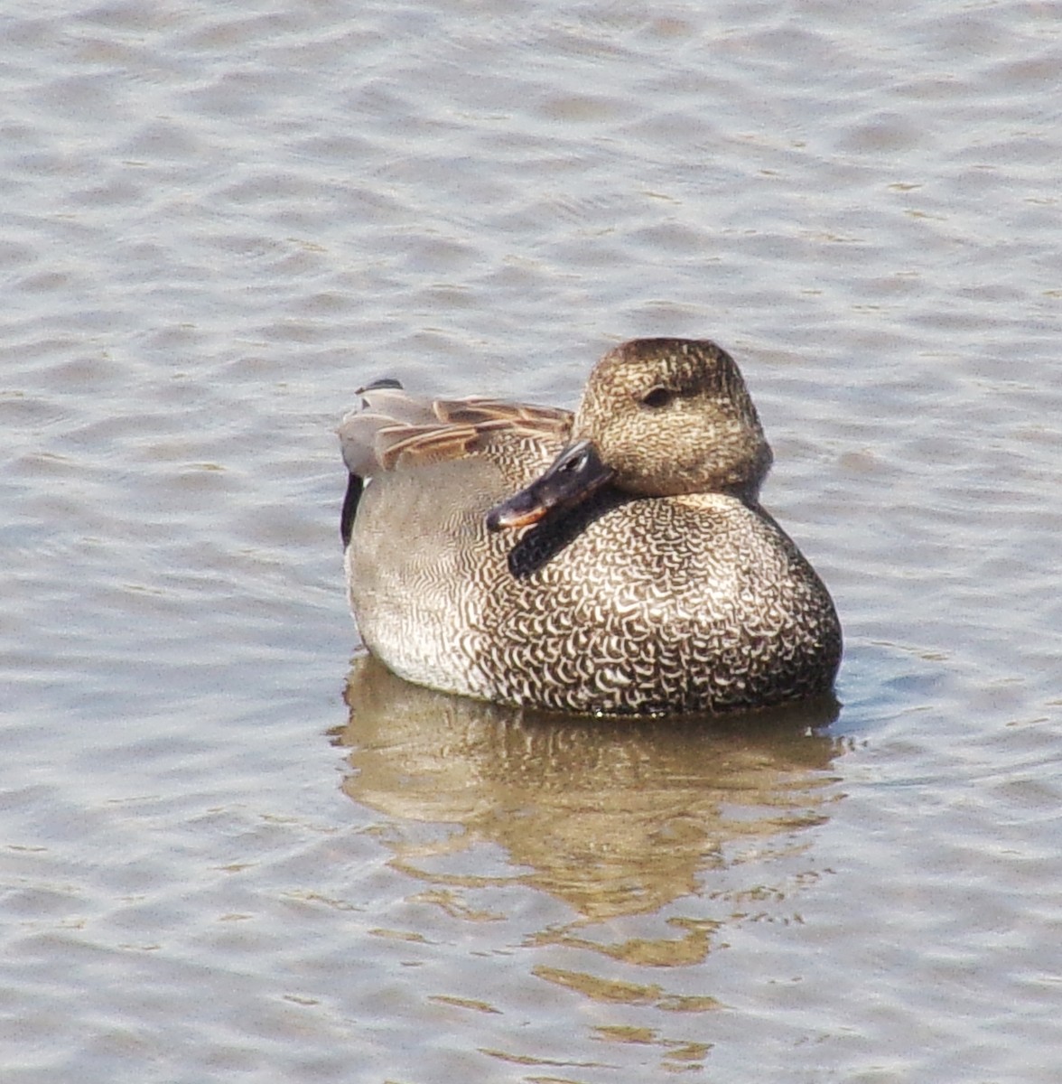 Canard chipeau - ML617992246