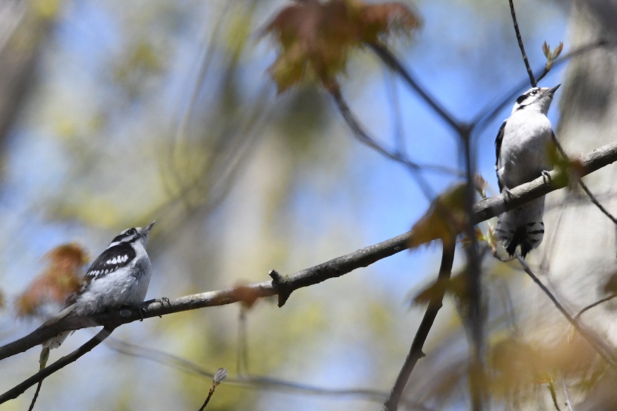 Downy Woodpecker (Eastern) - ML617992274