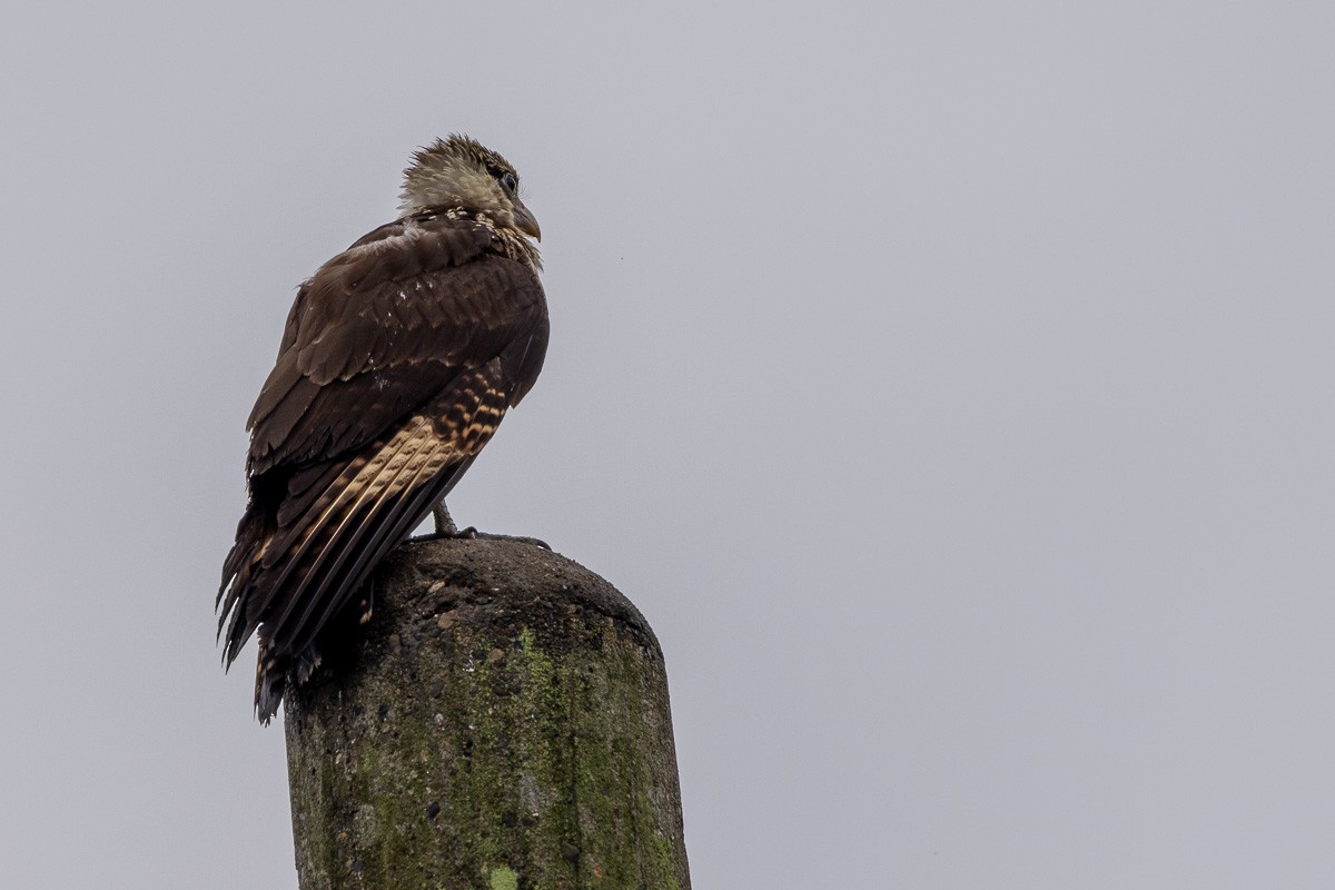 Caracara Chimachima - ML617992280