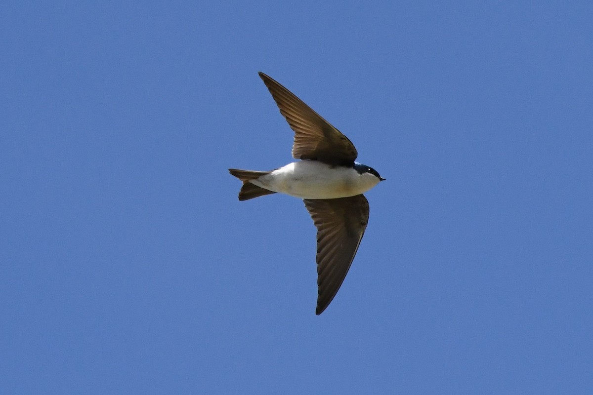 Tree Swallow - ML617992292