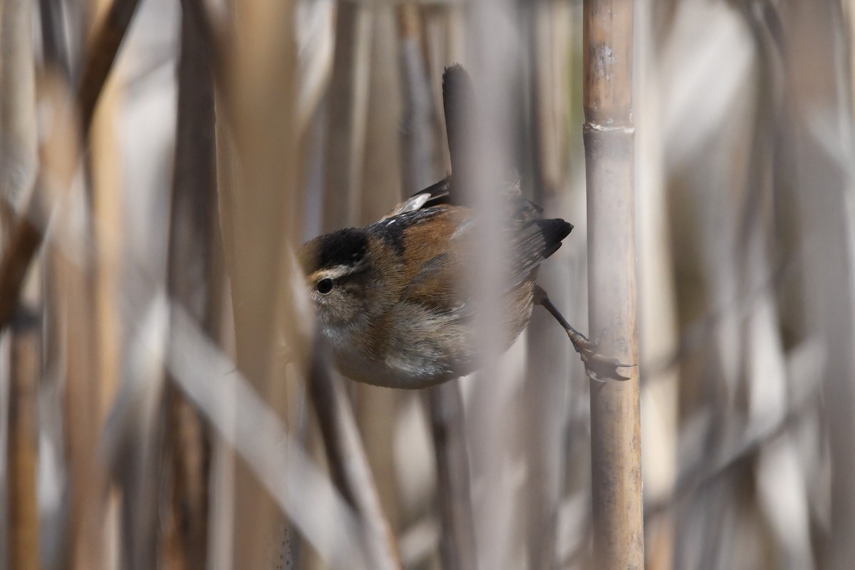 Marsh Wren (palustris Group) - ML617992325