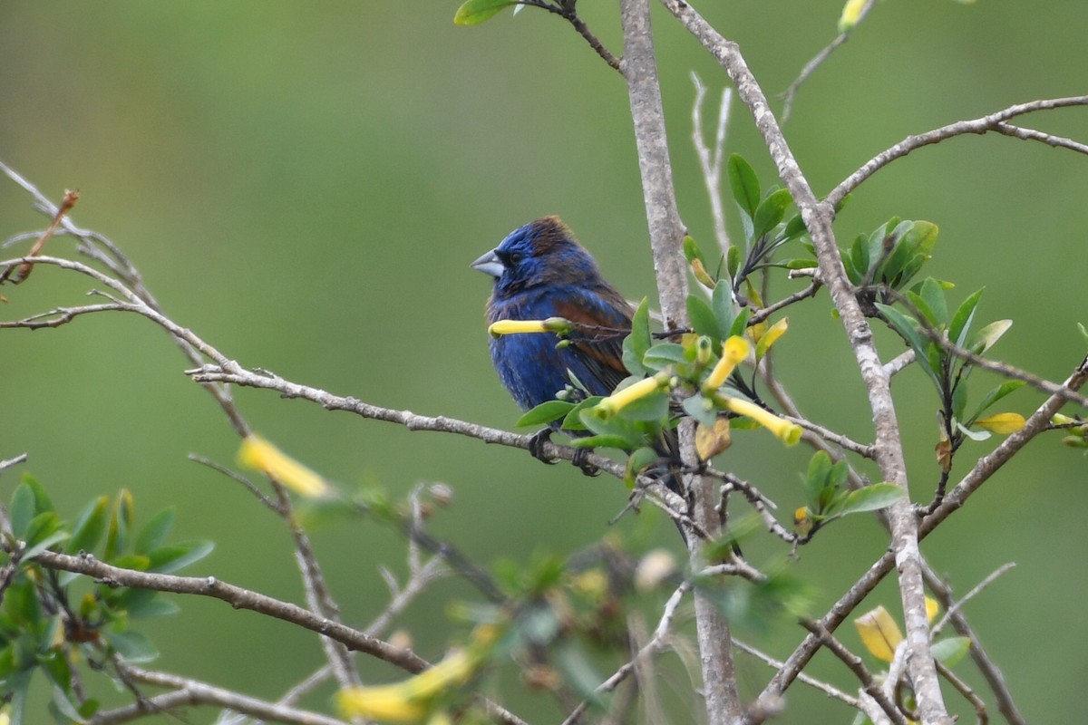 Blue Grosbeak - ML617992333