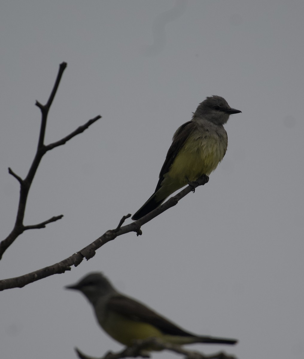 Western Kingbird - ML617992378