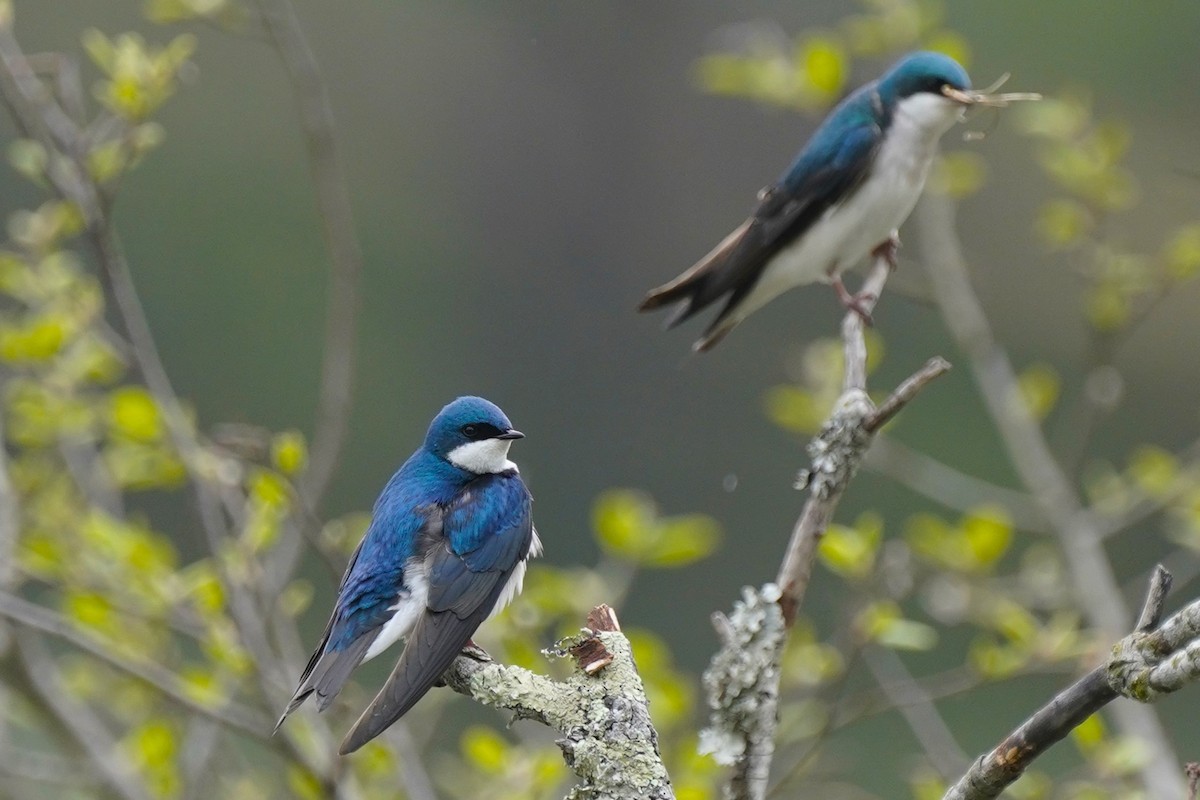 Tree Swallow - ML617992390