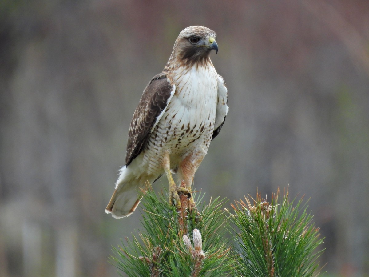 Red-tailed Hawk - ML617992391