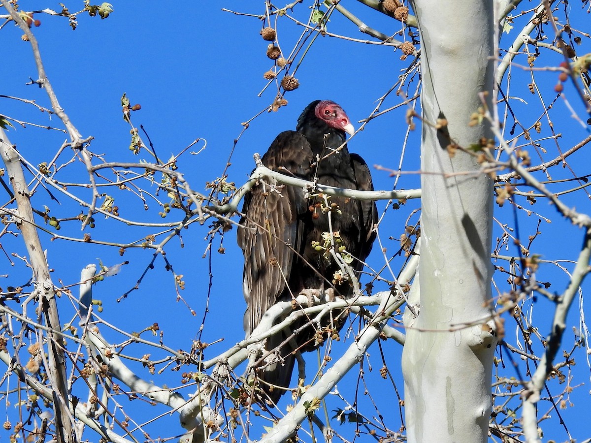 Turkey Vulture - ML617992397