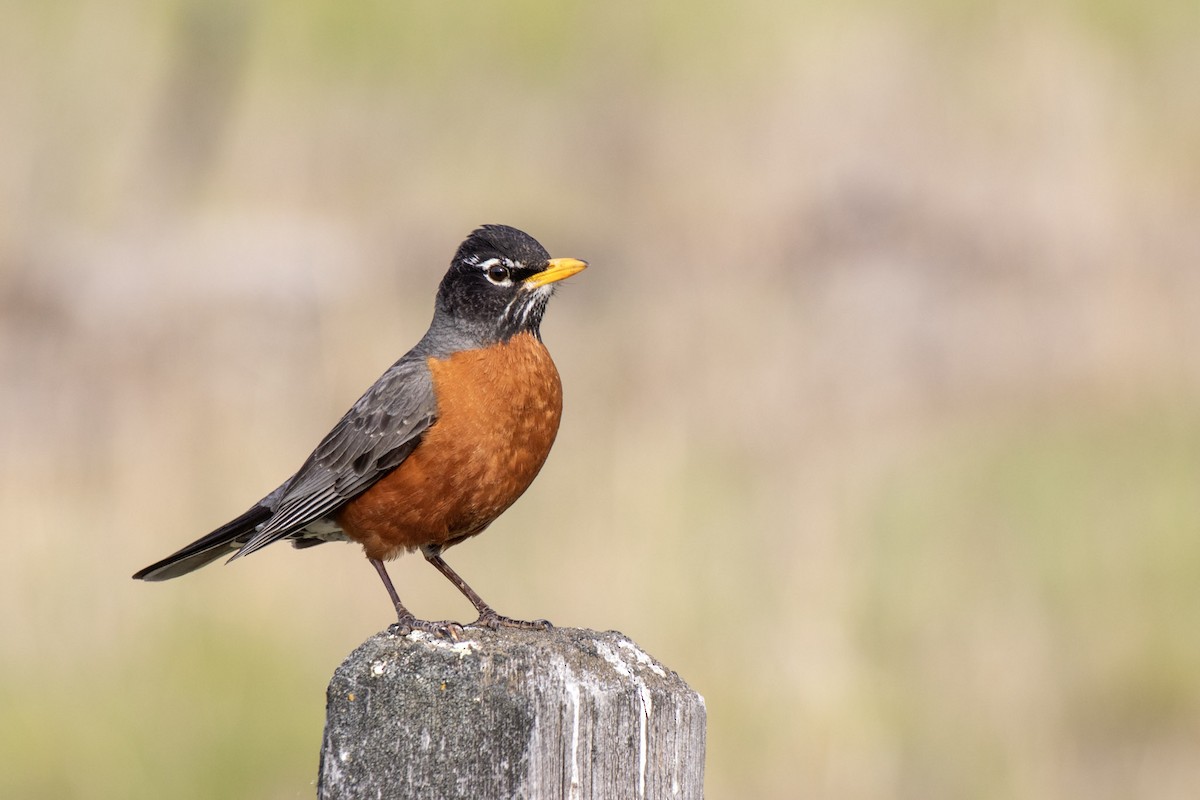 American Robin - ML617992408