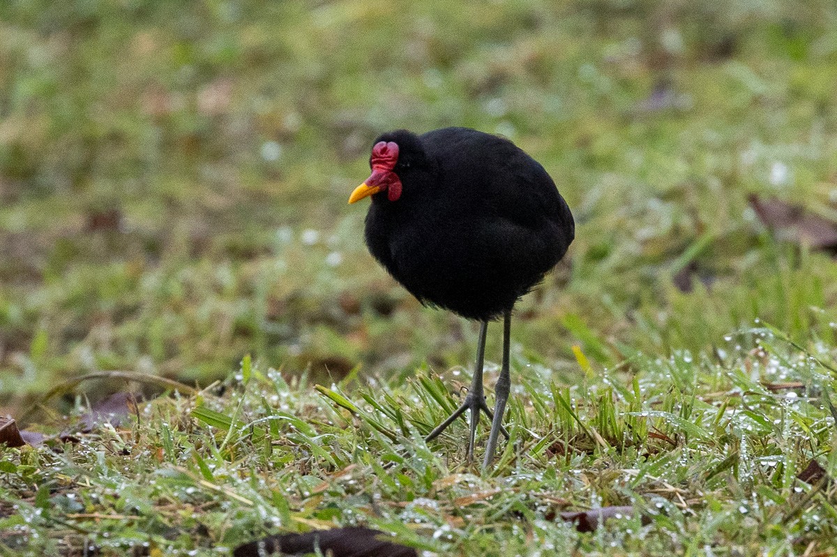 Jacana Suramericana - ML617992413