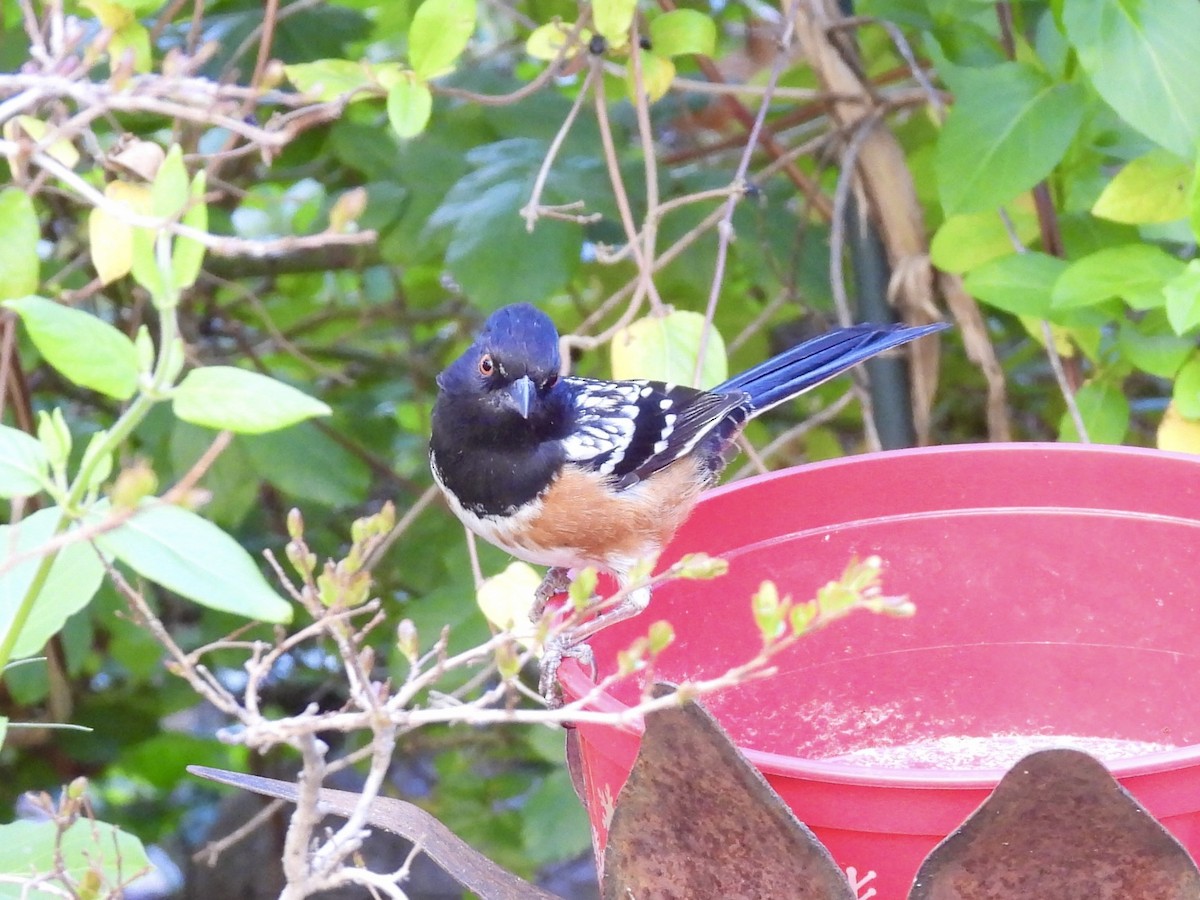 Spotted Towhee - ML617992434