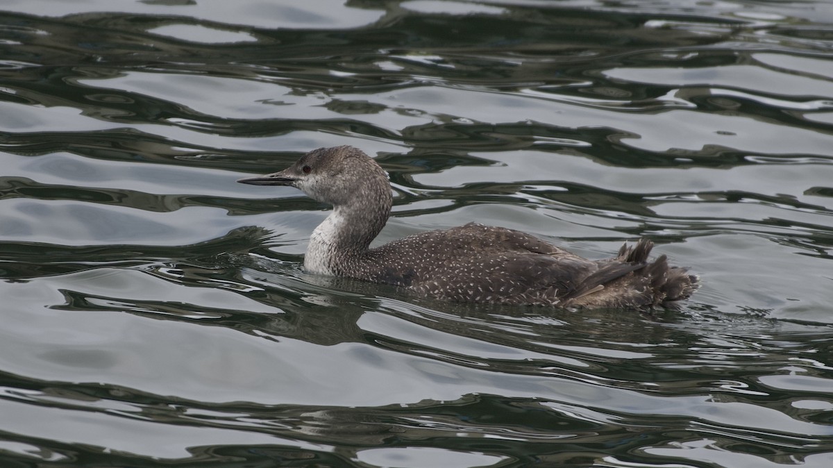Red-throated Loon - ML617992443