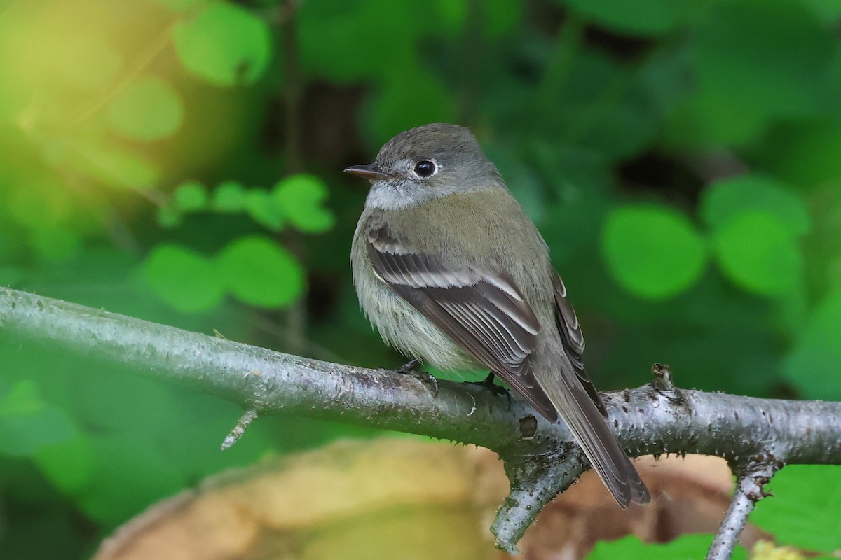 Hammond's Flycatcher - ML617992459