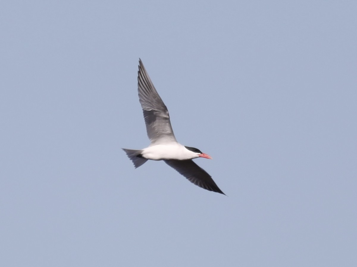 Caspian Tern - ML617992490