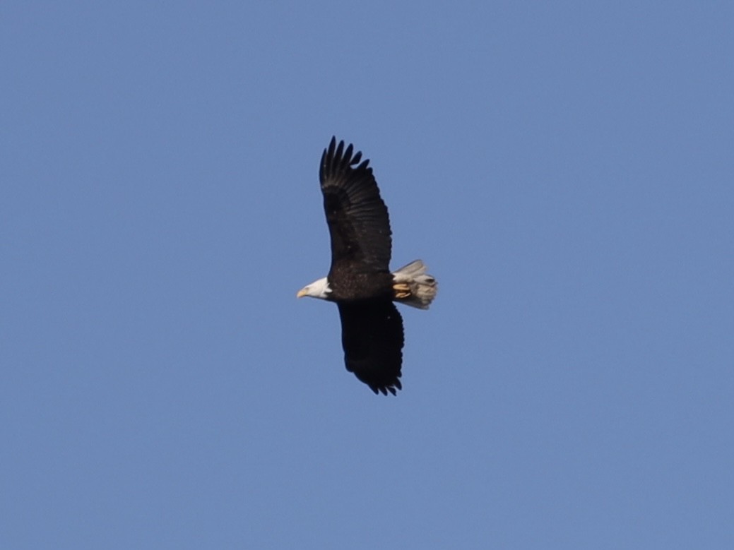 Bald Eagle - ML617992501