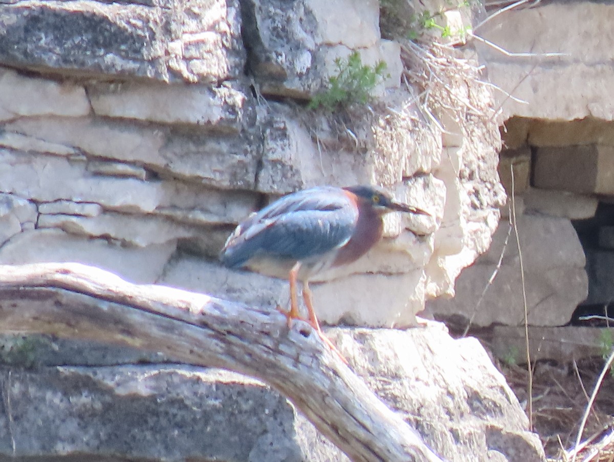 Green Heron - ML617992517