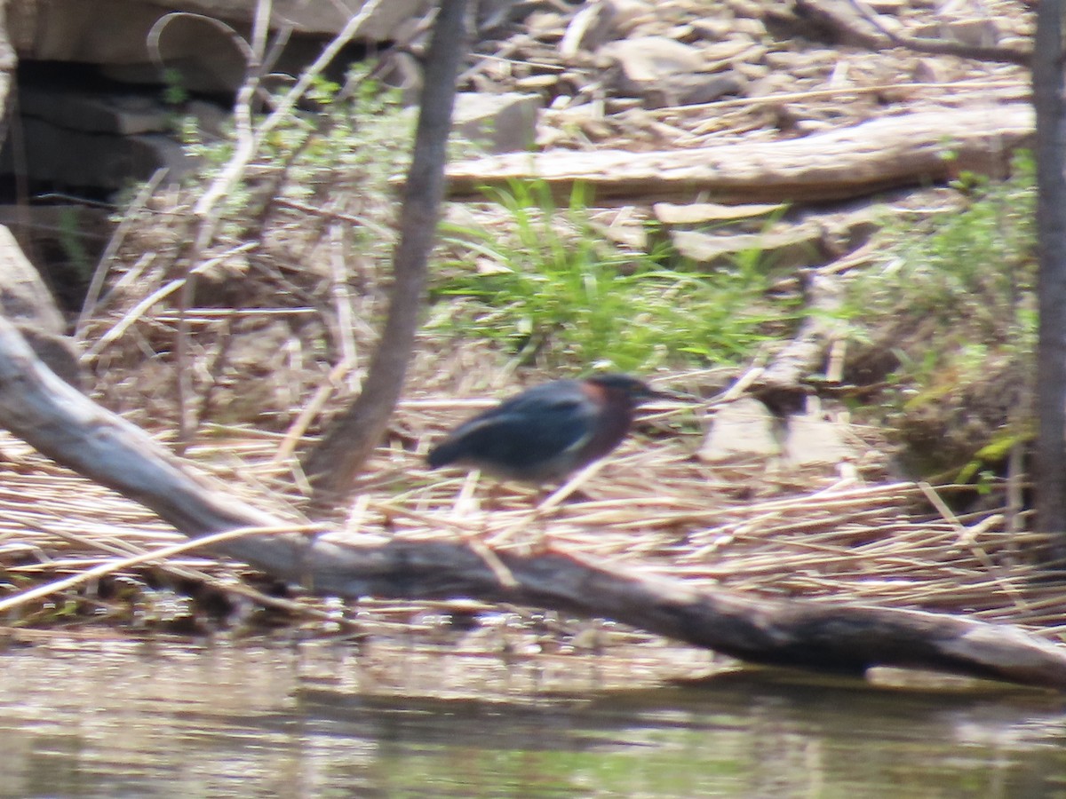 Green Heron - ML617992519