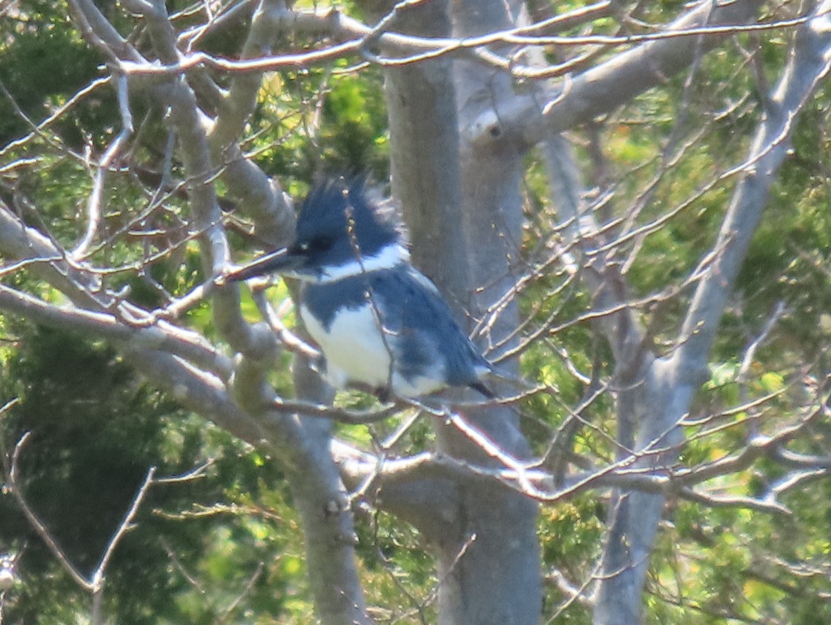 Belted Kingfisher - ML617992537