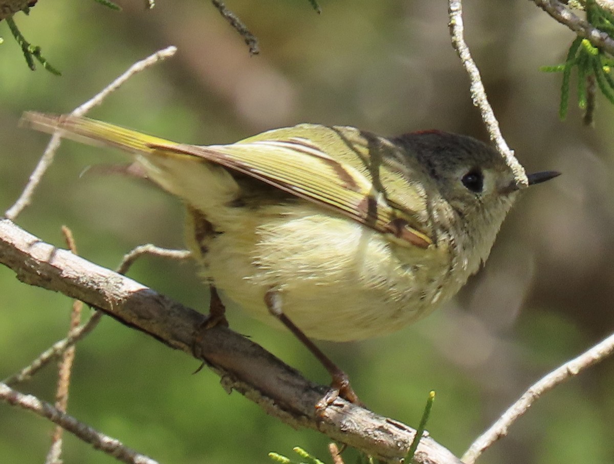 Ruby-crowned Kinglet - ML617992605