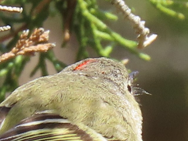 Ruby-crowned Kinglet - ML617992606