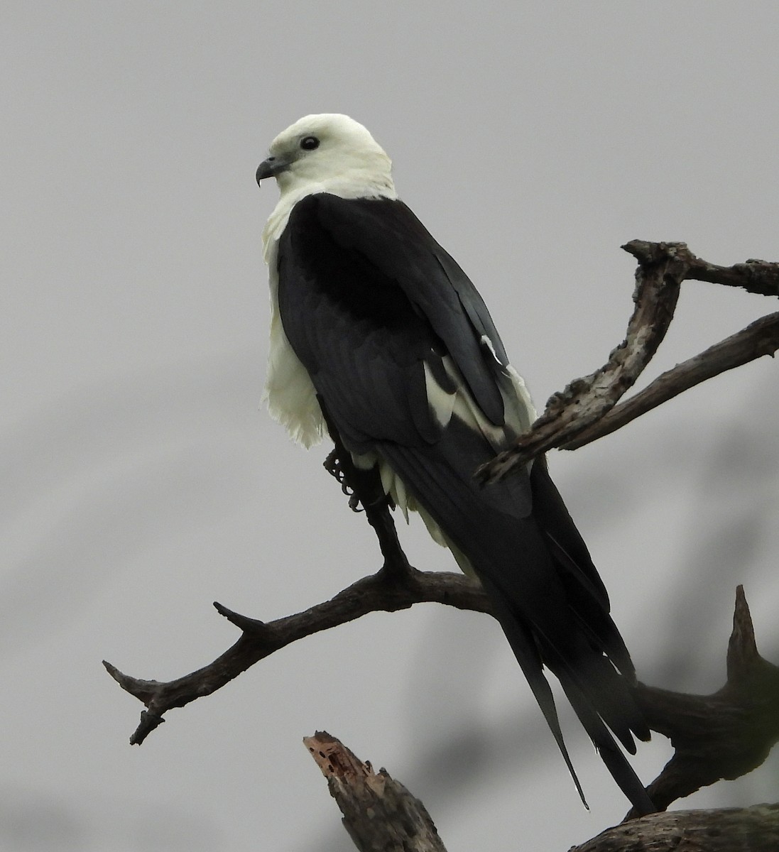 Swallow-tailed Kite - ML617992608