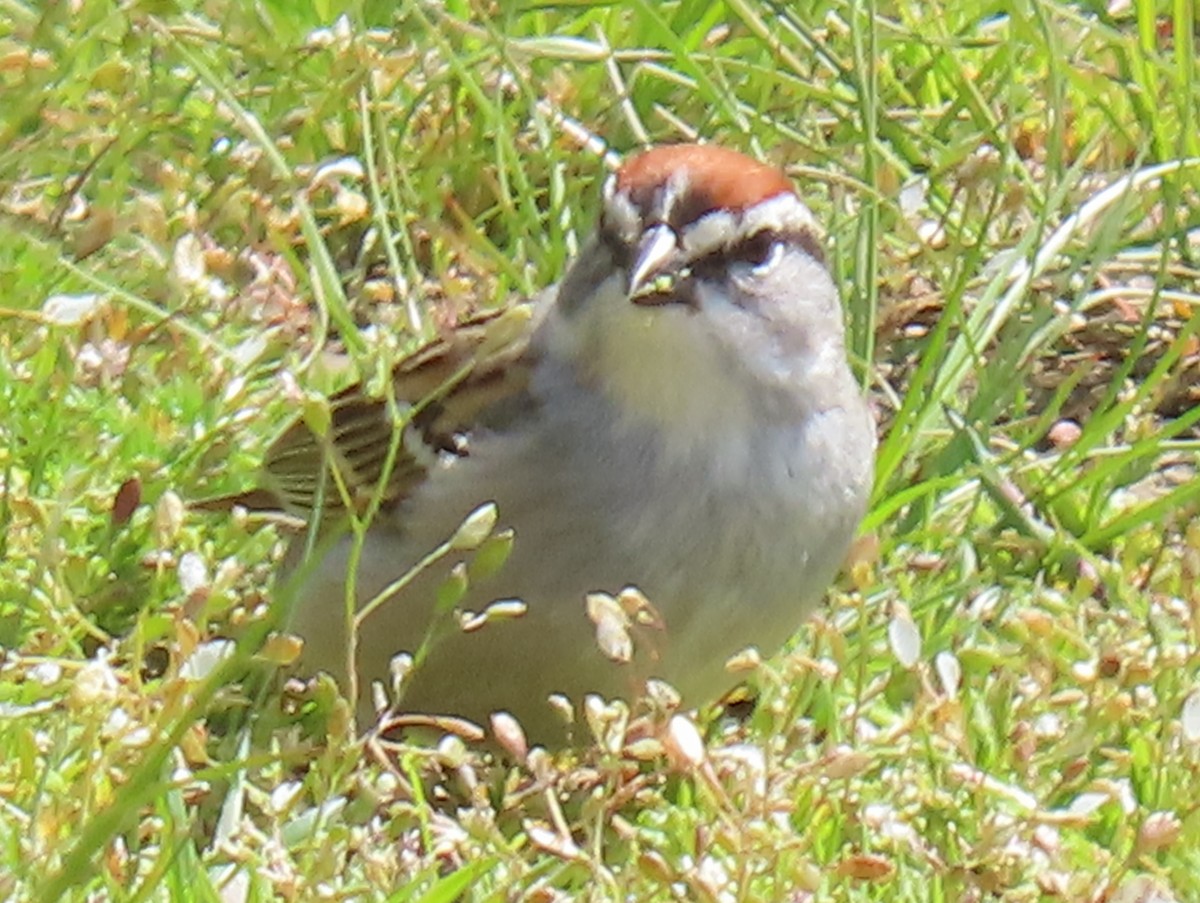 Chipping Sparrow - Jim Proffitt