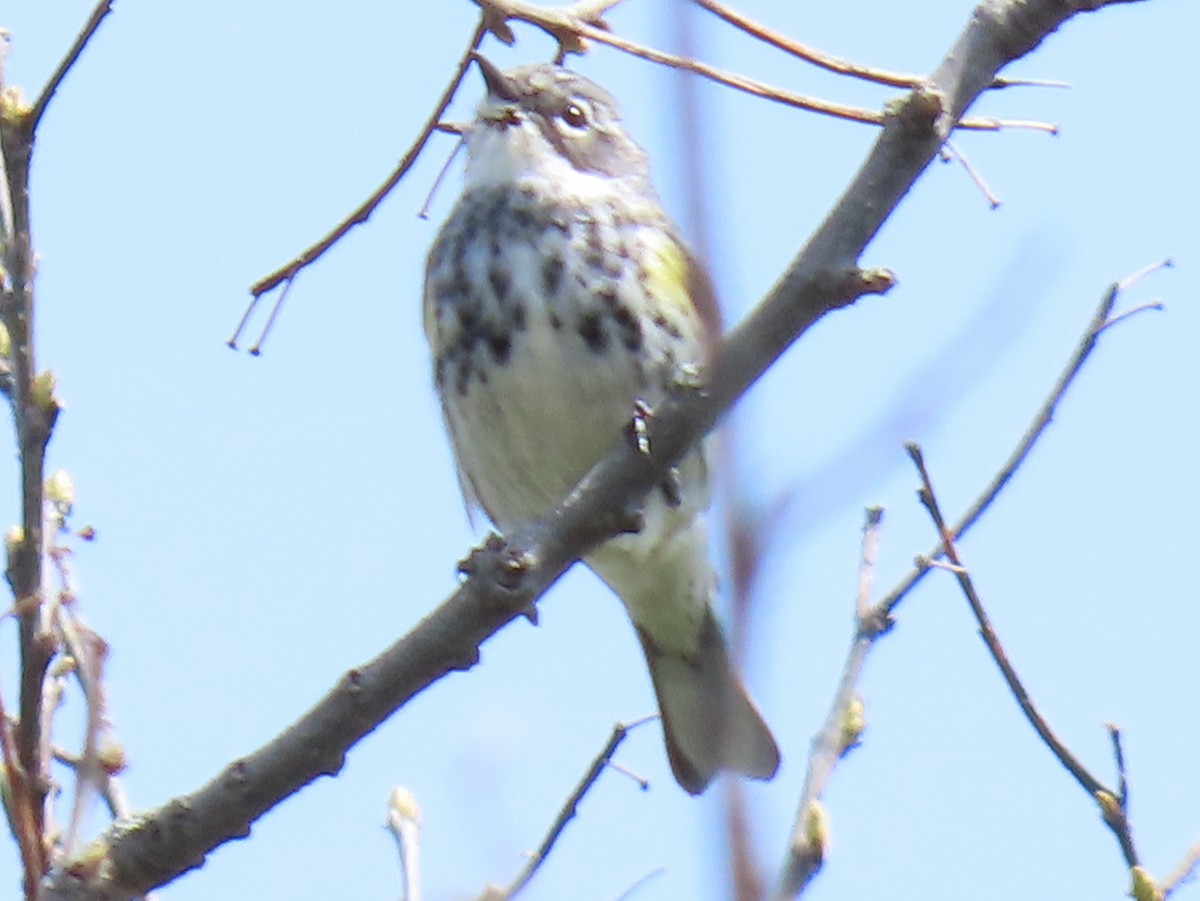 Yellow-rumped Warbler (Myrtle) - ML617992649